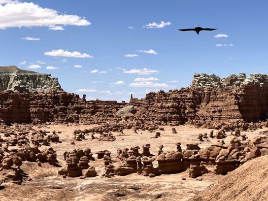 bird flies over Goblin Valley State Park in southern Utah